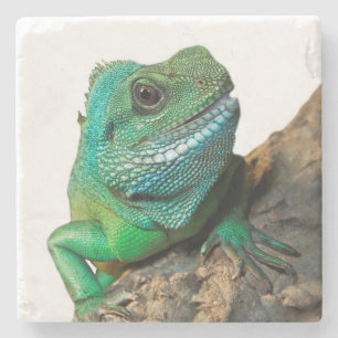 Grön leguan stenunderlägg