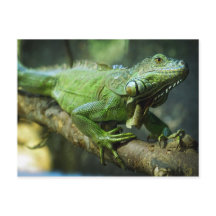 Grön leguan