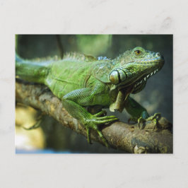 Grön leguan vykort