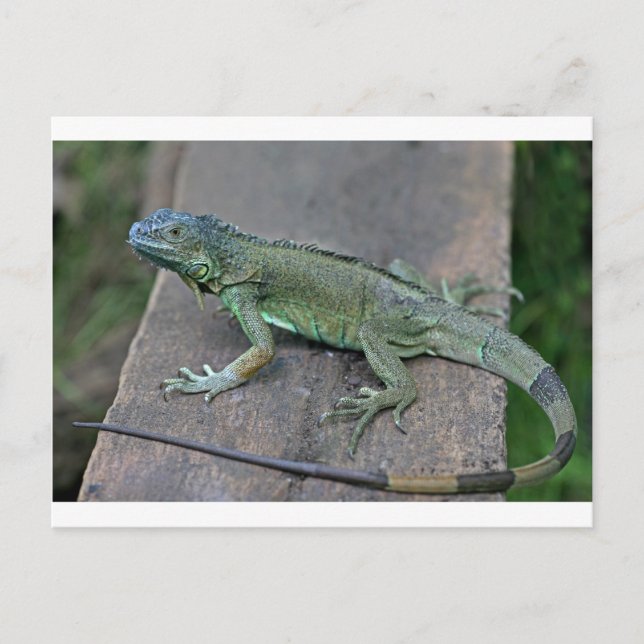 Grön leguan vykort (Framsida)