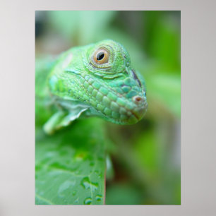 Grön leguanödlareptil på lövaffischen poster