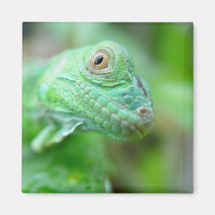 Grön leguanödlareptil på lövmagneten magnet