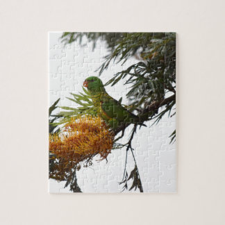 GRÖN LORIKEET I LANTLIGA QUEENSLAND AUSTRALIEN PUSSEL