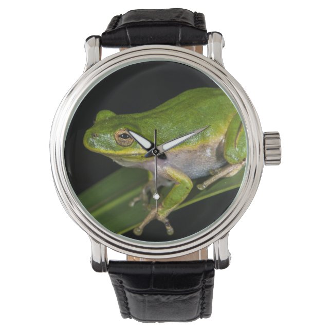 Grön lövgroda (Hyla cinerea) 2 Armbandsur (Framsida)