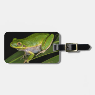 Grön lövgroda (Hyla cinerea) 2 Bagagebricka