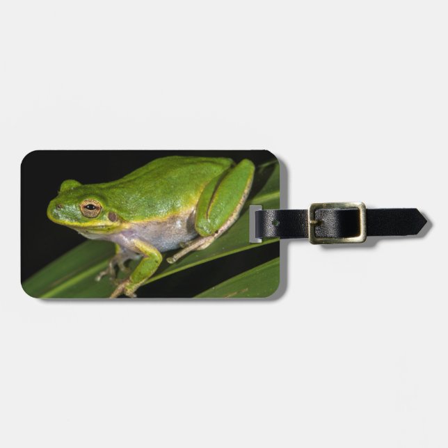 Grön lövgroda (Hyla cinerea) 2 Bagagebricka (Horisontell Framsida)