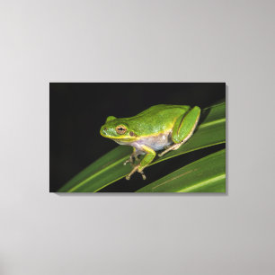 Grön lövgroda (Hyla cinerea) 2 Canvastryck