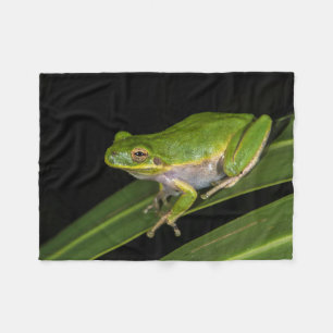 Grön lövgroda (Hyla cinerea) 2 Fleecefilt