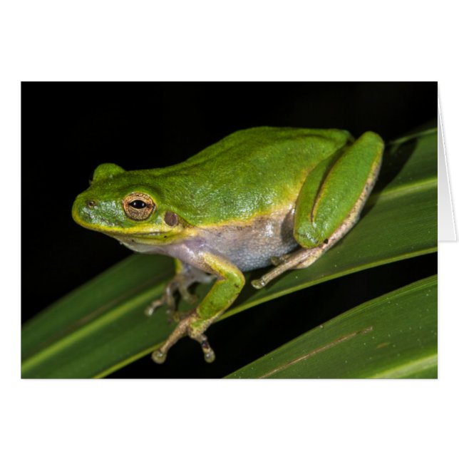 Grön lövgroda (Hyla cinerea) 2 Hälsningskort (Framsidan Horizontal)