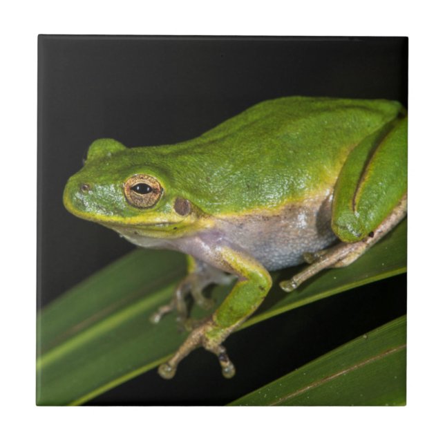 Grön lövgroda (Hyla cinerea) 2 Kakelplatta (Framsidan)