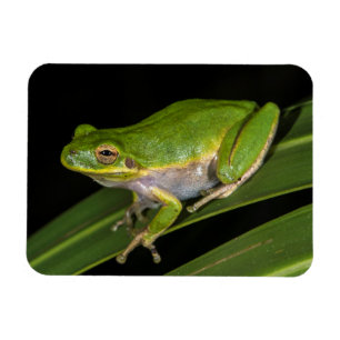 Grön lövgroda (Hyla cinerea) 2 Magnet