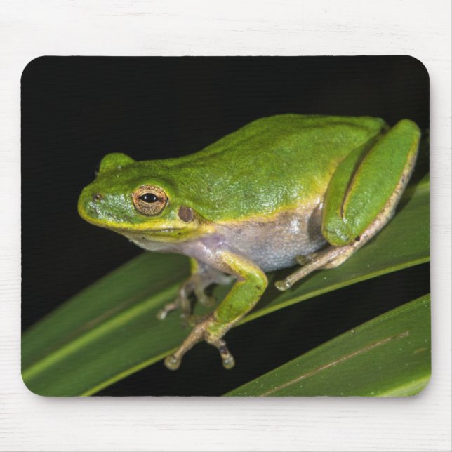 Grön lövgroda (Hyla cinerea) 2 Musmatta (Framsidan)