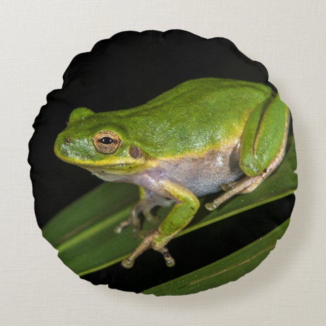 Grön lövgroda (Hyla cinerea) 2 Rund Kudde (Framsidan)