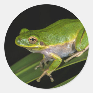 Grön lövgroda (Hyla cinerea) 2 Runt Klistermärke