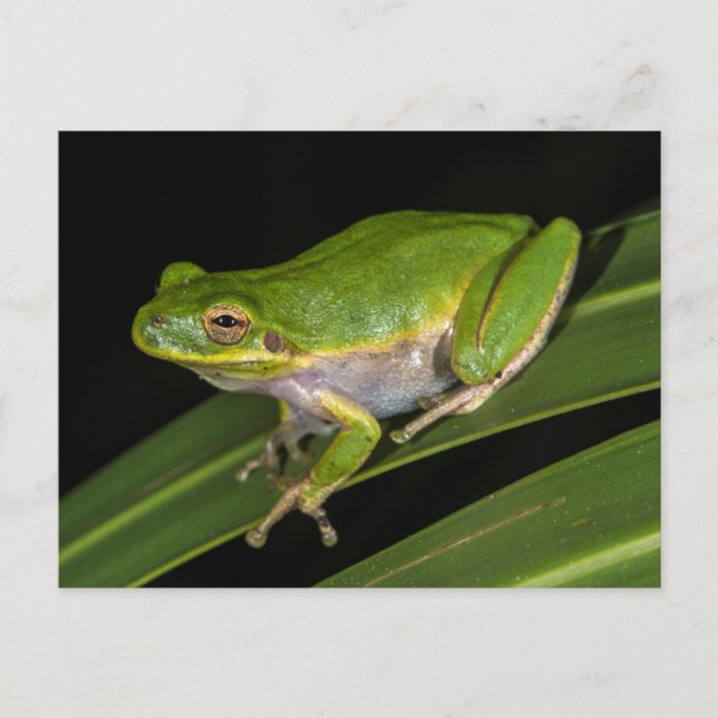 Grön lövgroda (Hyla cinerea) 2 Vykort (Framsida)