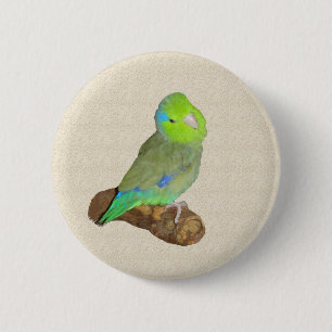 Grön male parrotlet knapp