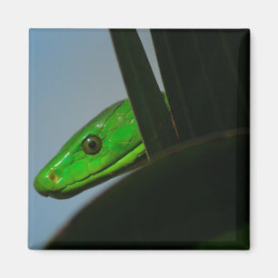 grön mamba magnet