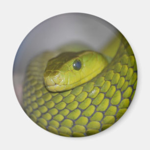Grön Mamba Magnet