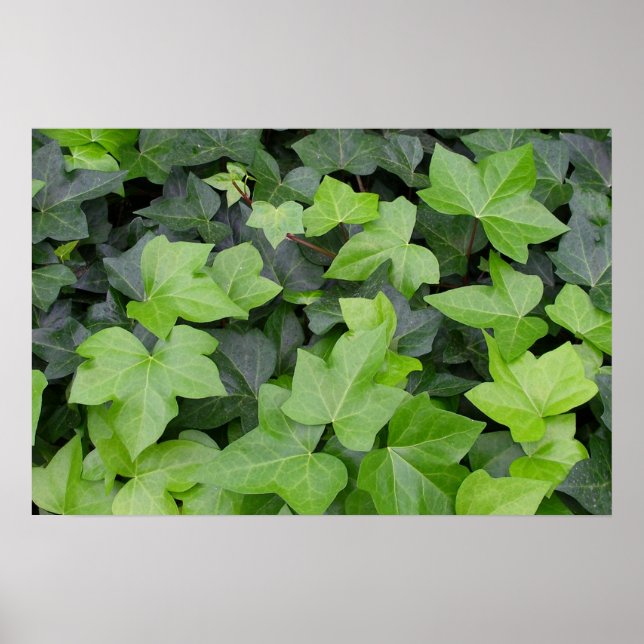 Grön Murgröna Botanisk Print Poster (Framsidan)