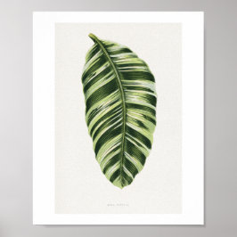 Grön Musa Vittata bladillustration. blad , publi Poster