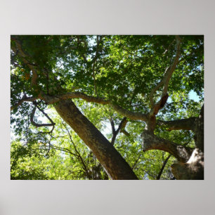 Grön natur av sykomorlöv poster