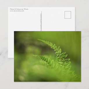 Grön Ormbunke Natur Foto Vykort