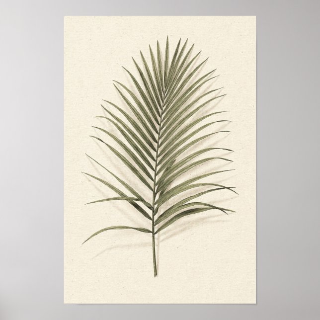 Grön palmfrond botanisk affisch (Framsidan)