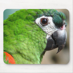 Grön papegoja Mousepad Musmatta
