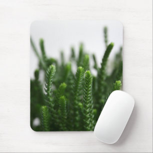 Grön Sukkulent Gräsplanta - Zen Spa Naturfoto Musmatta