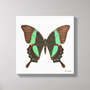 Grön Swallowtail fjäril Canvastryck