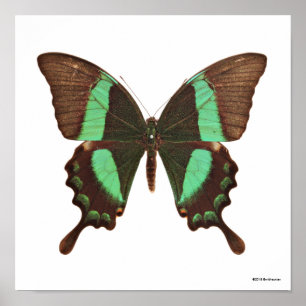 Grön Swallowtail fjäril Poster