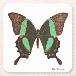 Grön Swallowtail fjäril Underlägg Papper Kvadrat