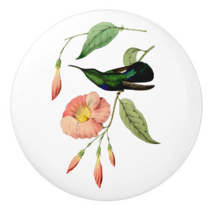 Grön Throated CaribHummingbird Knopp