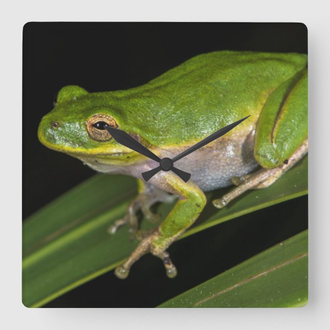 Grön trädgroda (cinerea Hyla) 2 Fyrkantig Klocka (Framsida)