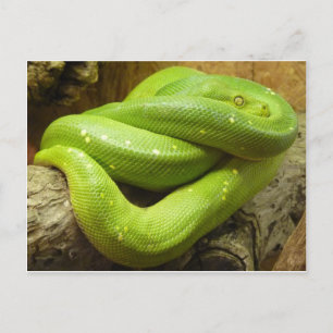 Grön trädpython vykort