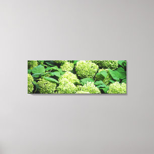 Grön vanlig hortensia canvastryck