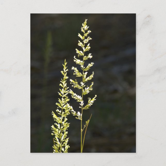 Grön växt vykort (Framsida)