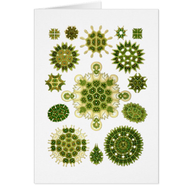 Gröna alger hälsningskort (Framsidan)
