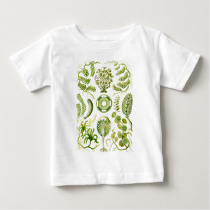 Gröna alger tee