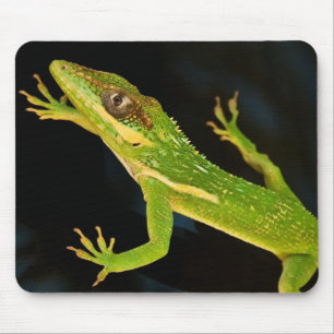 Gröna Anole Musmatta