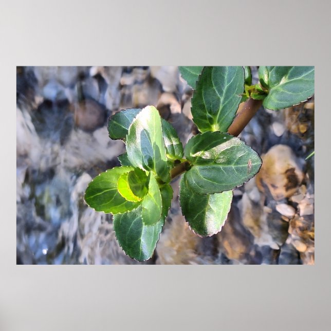Gröna blad makro – Botaniskt fotografi tryck (Framsidan)