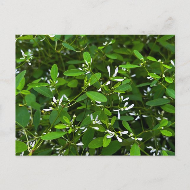 Gröna blad med små vita blommor närbild vykort (Framsida)