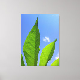 Gröna blad når himlen canvastryck
