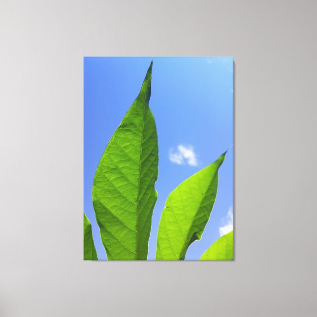 Gröna blad når himlen canvastryck (Framsida)