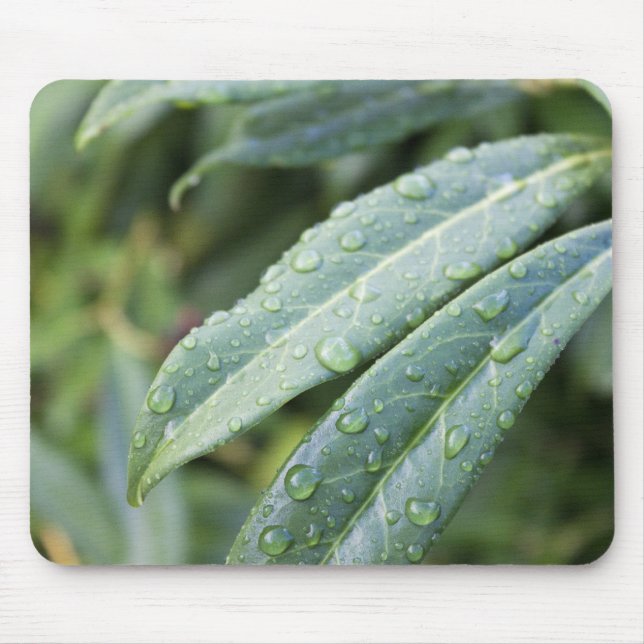 gröna blad och regndroppar musmatta (Framsidan)