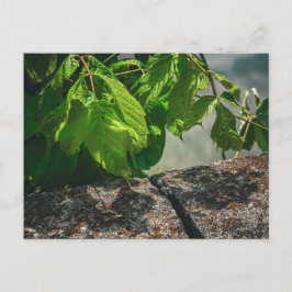Gröna blad på väderbiten sten närbild vykort