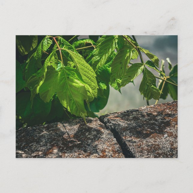 Gröna blad på väderbiten sten närbild vykort (Framsida)