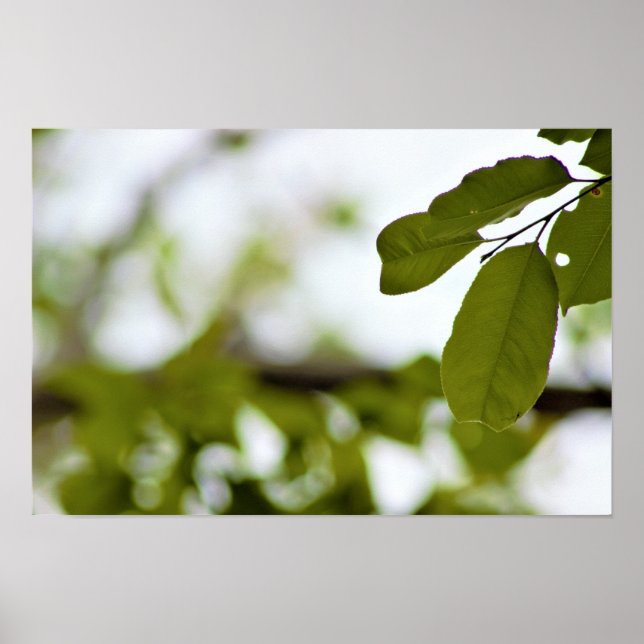 Gröna blad poster (Framsidan)