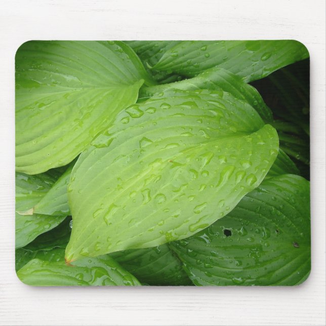 gröna blad, regndroppar musmatta (Framsidan)