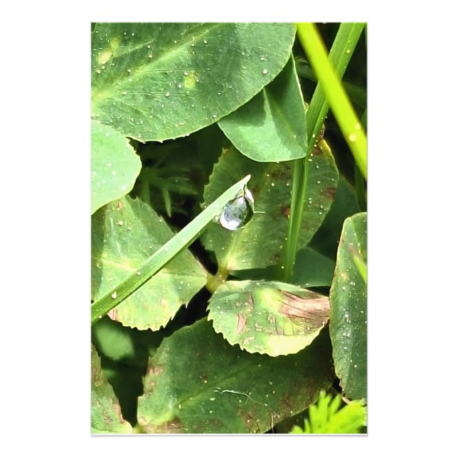 Gröna blad Rumänien - Botanisk bladverk Väggkonst Fototryck (Framsidan)